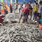 মধ্যরাত থেকে কার্যকর জাটকা আহরণে ৮ মাসের নিষেধাজ্ঞা